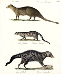 Mongoose, Genet and Civet