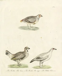 Partridge and Ptarmigan