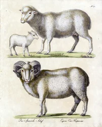 Sheep with Lamb and Ram