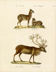 Special Deer Species