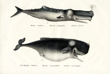 Sperm Whales