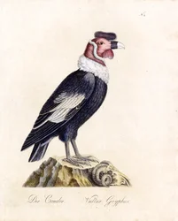 The Condor