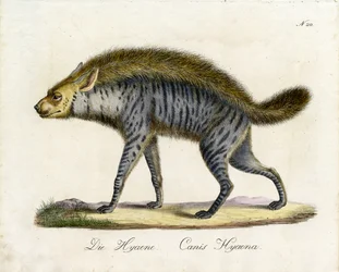 The Hyena