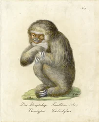 Three-toed Sloth