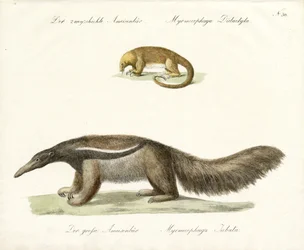 Two-toed and Giant Anteater