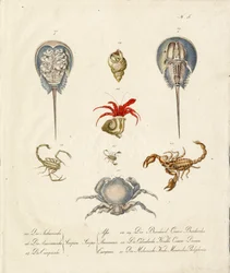 Various Crustaceans and Marine Creatures