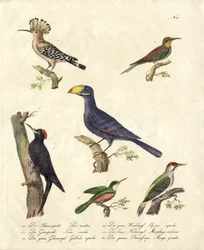 Various Forest Birds