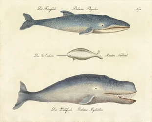 Various Whale Species