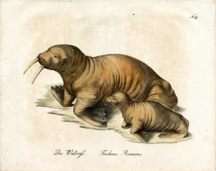 Walrus with Calf