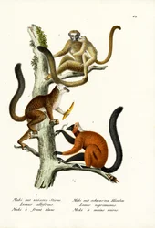 White-Fronted Lemur
