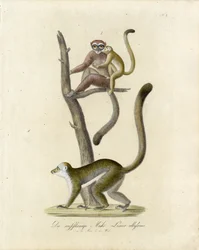 White-eared Lemurs