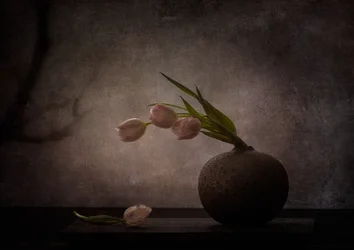 Elegant Moody Tulips