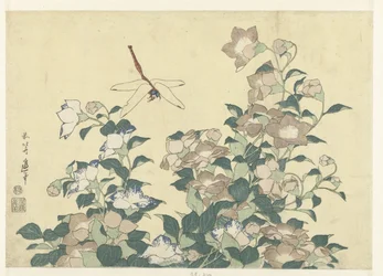 Balloon Flower and Dragonfly