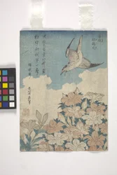 Cuckoo and Azalea