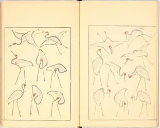 Illustrated Book