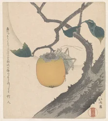 Persimmon with Grasshopper