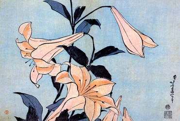 Lilies