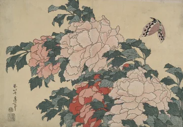 Peonies and Butterfly, from an Untitled Series Named Large Flowers