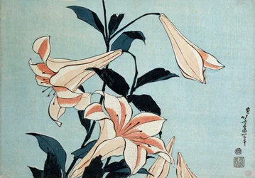 Trumpet lilies