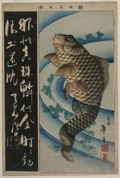 Carp and Waterweeds
