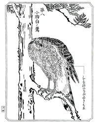A hawk