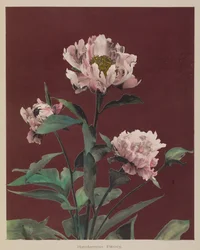 Herbaceous Peony