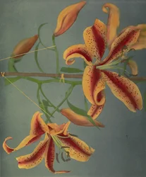 Lily, 1896