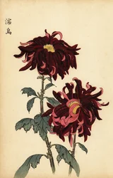 Hybrid Variegated Crimson and Pink Chrysanthemum (engraving)