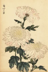 Hybrid White and Pink Chrysanthemum (1893)