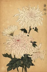 Hybrid White Chrysanthemum, Chrysanthemum Indicum (engraving)
