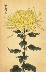 Hybrid Yellow Chrysanthemum (engraving)