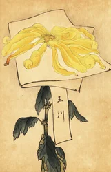 Hybrid Yellow Chrysanthemum, Chrysanthemum indicum