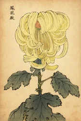 Hybrid yellow incurve chrysanthemum, 1893