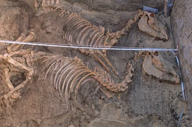 Excavation of the remains of ten donkeys next to a royal burial enclosure, Abydos, 2005