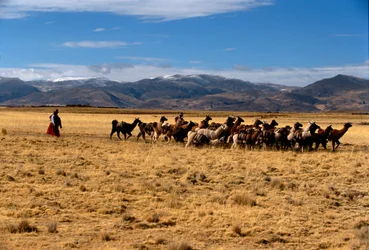 Llama salt caravan, Empires of the Sun, Bolivia, native peoples, Andes, Tiwanaku, 2002