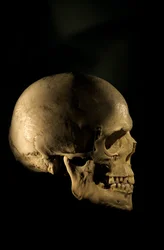 Modern Human Skull, scientific study skeleton