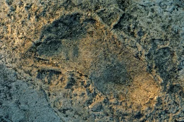 Humanlike feet, Laetoli tracks, The First Steps, 3.6 million years old, footprint