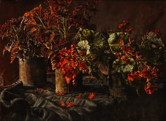 Begonias