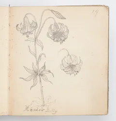 Sketchbook Page: Meadow Lily