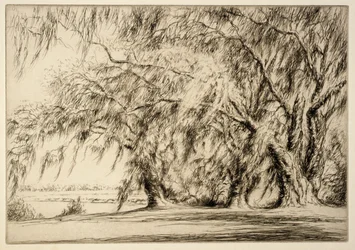 Oaks and Moss
