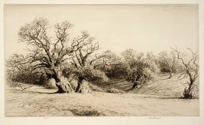 Oaks in Windsor Park