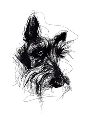 Expressive Scottish Terrier Sketch