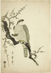 Hawk on a Plum Branch