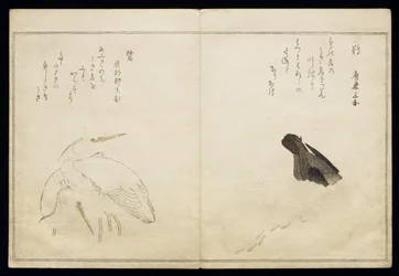 Cormorant on the right and two snowy herons on the left, from an album 