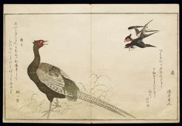 Pair of Chimney Swallows and a Green Pheasant, from an album 