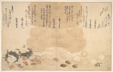 Shells under Water