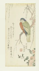 Parrot in a Plum Tree