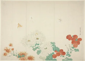 Three Types of Chrysanthemums
