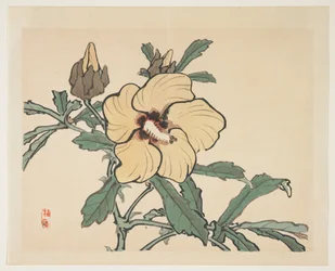 Flowering Hollyhock