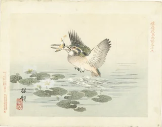 Kingfisher